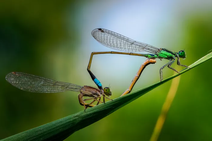 Aliace/uesan: Libellula