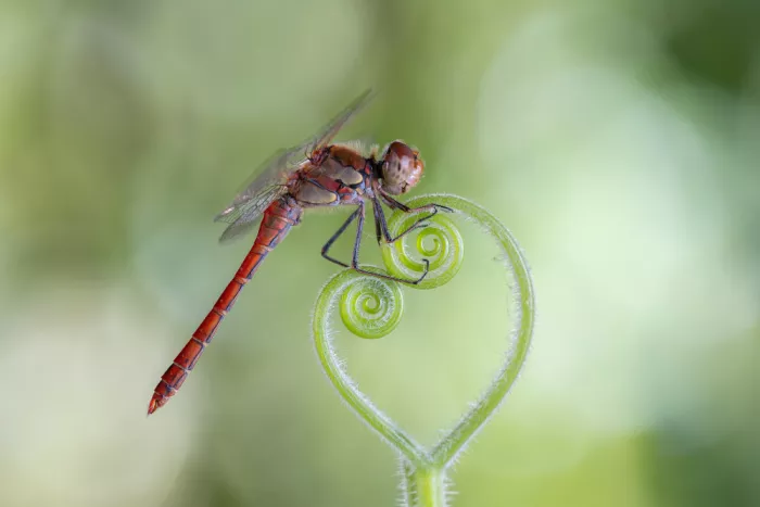 Chiodini, Massimo: Sul cuore a spirale