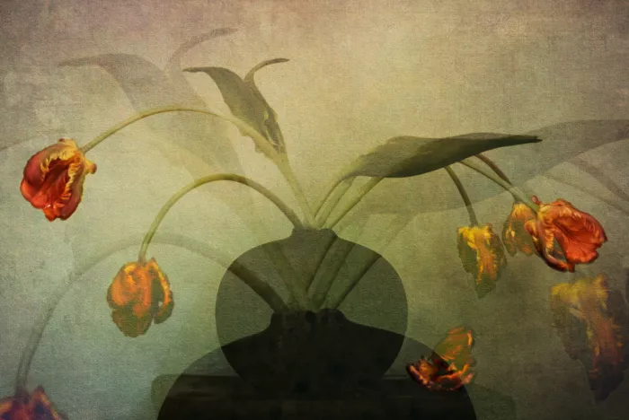 Holmström, Katarina: Tulipa