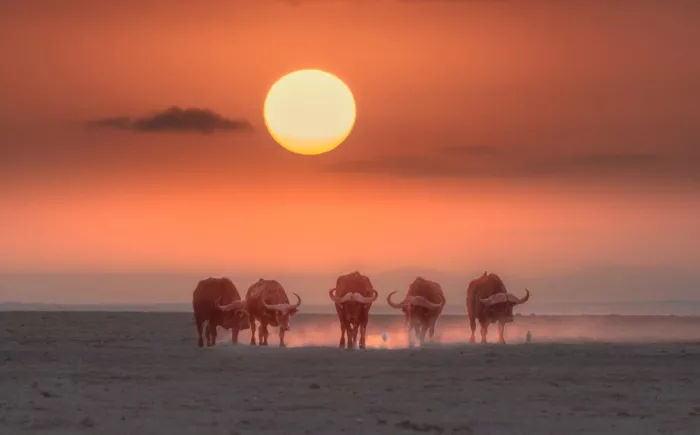 LI, MIN: Tramonto