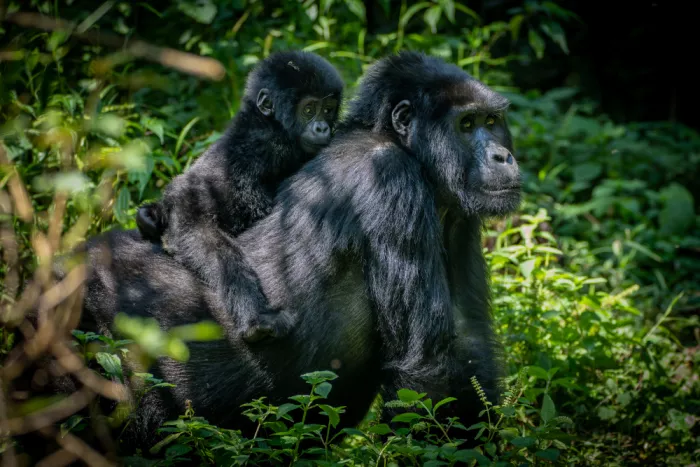 Curto, Jose: Gorillafamilie beim Spaziergang