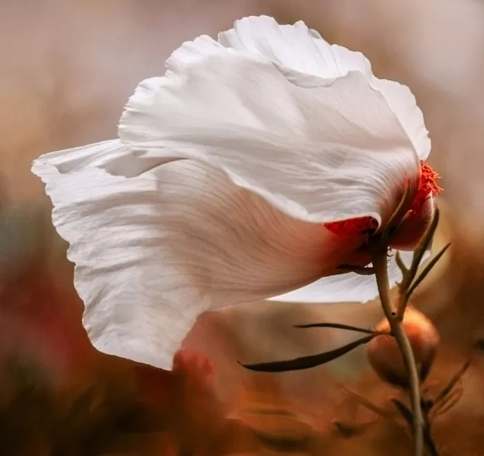 Wechsler, Robin: Le vent dans le coquelicot