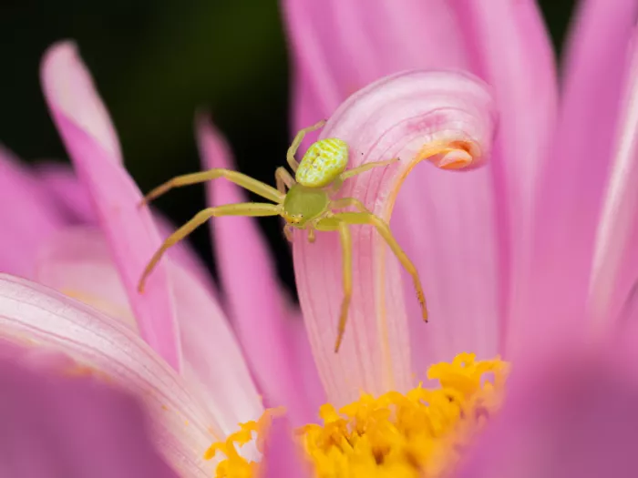 Iura, Ryo: Ebrechtella tricuspidata