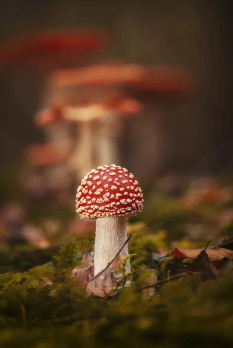 Maier, Norbert: Herbst