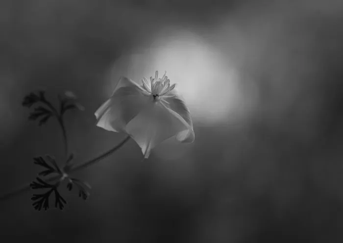 Grønkjær, Lotte: Fiore di ottobre