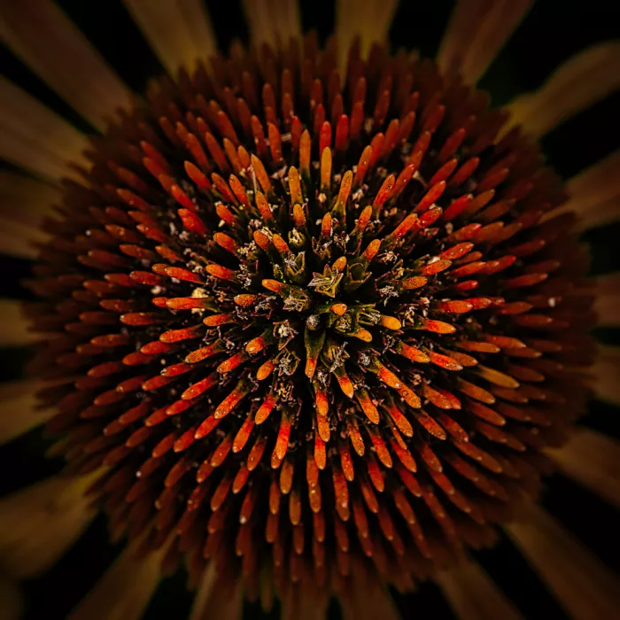 hiro: Flor