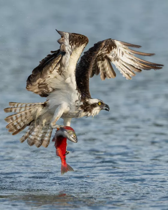 Wang, Victor: Osprey lapající lososa kokanee