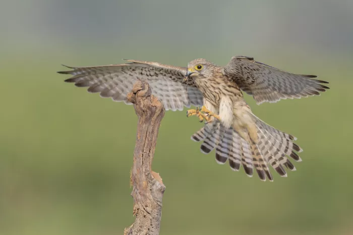 Mizrachy, Haim: Turmfalke landet zum Frühstück