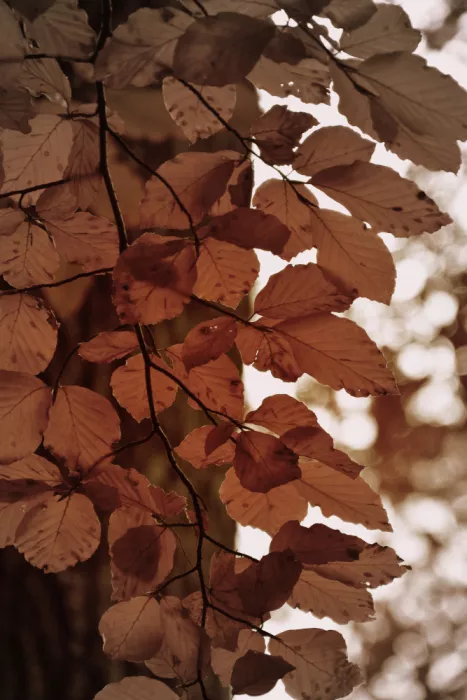 Sillen, Christina: Bagliore autunnale