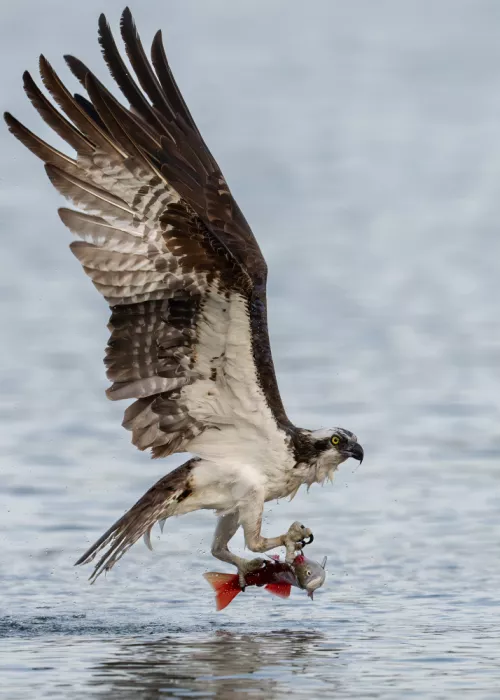 Wang, Victor: Osprey chytající lososí kokanee