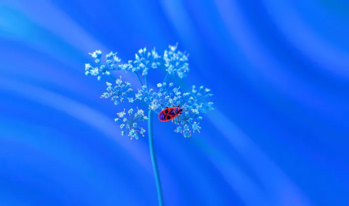 Dufour, Thierry: Solitudine in blu...