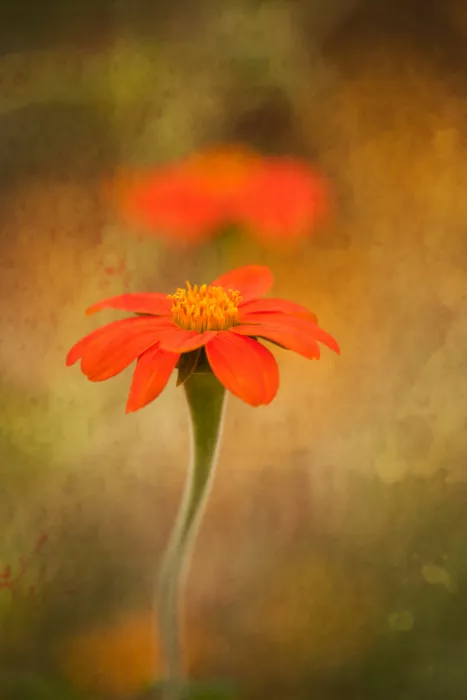 Cui, yang Xiang: Blumen