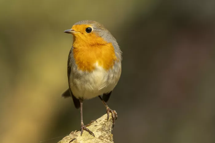 Wirtz, Caroline: Robin