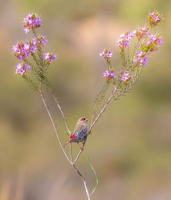 ahmadabdelhameed: Red-eared Firetail