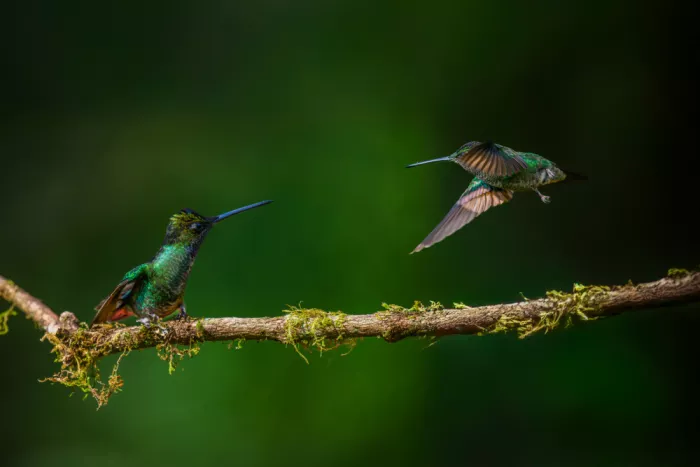 He, Mike: Colibrì golarancia violetta