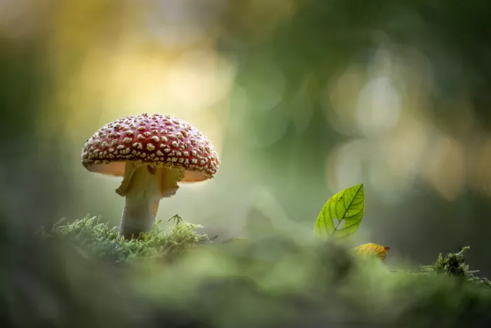 Eisenmann, Ulrike: Beauty in the woods