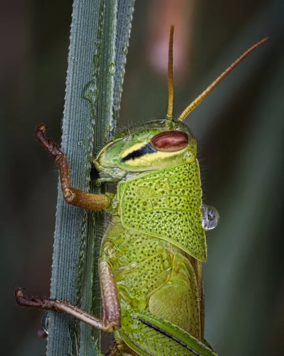 hiro: Saltamontes y gota de agua