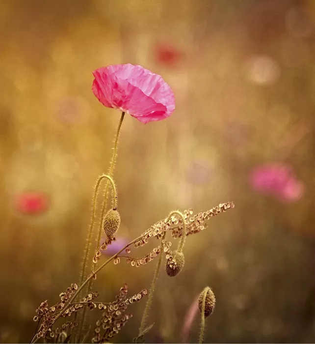 Cseresnjes, Anna: Fiori di campo