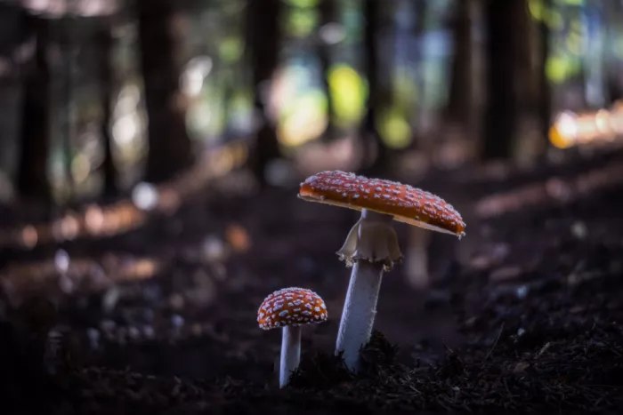 Barboni, Sergio: Nella vegetazione sottobosco