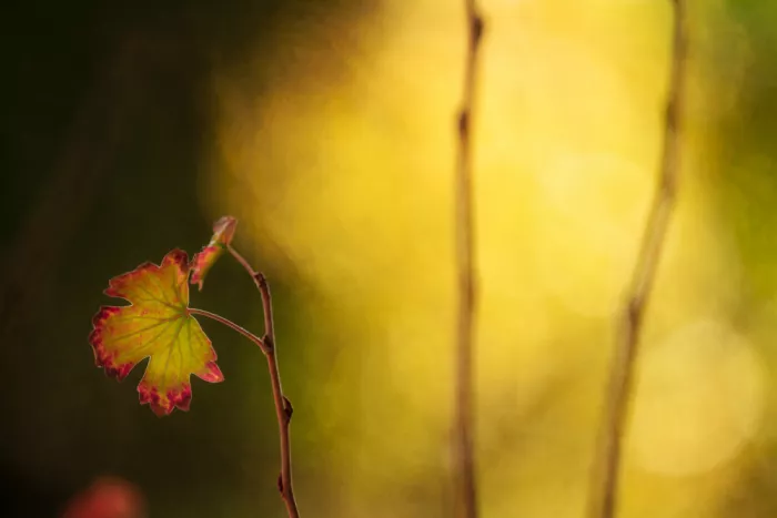Cui, yang Xiang: Herbstfarben