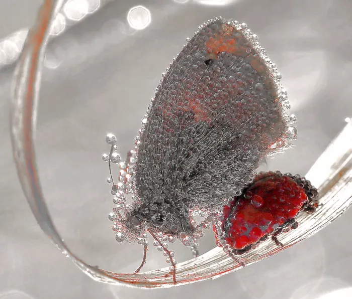 Dufour, Thierry: Mariposa y mariquita en su abrigo de rocío...