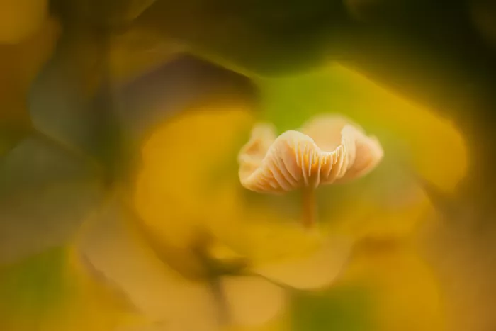 Haaksma, Piet: Art de la nature