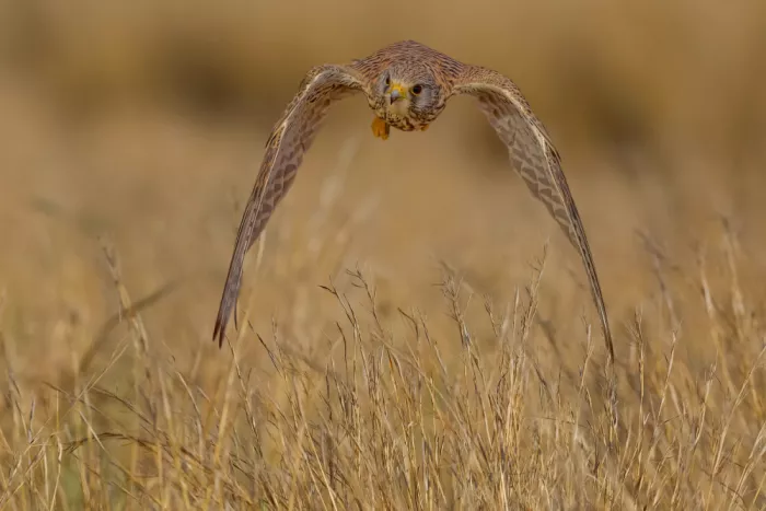 Manusevich, David: Gemeiner Turmfalke