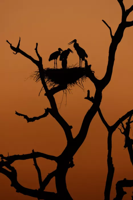 Costa, Gustavo: Tramonto nel Pantanal