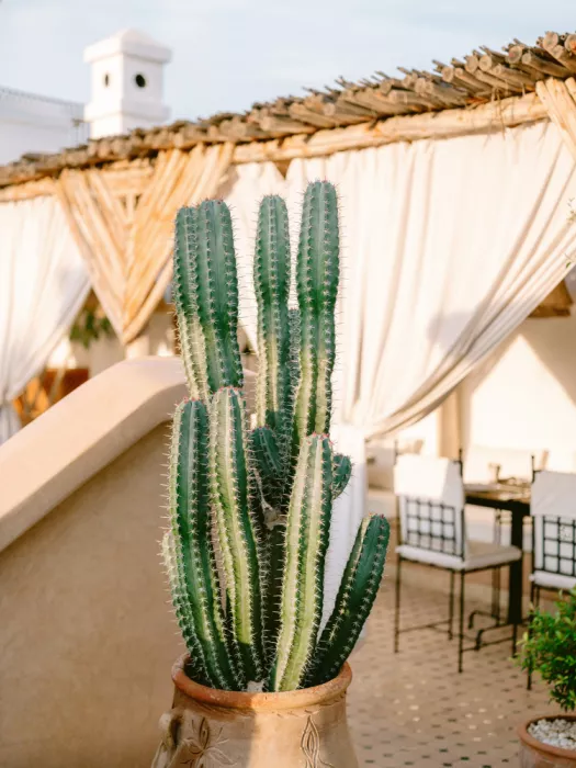 Zwart, Raisa: Cactus sul tetto | Fotografia di viaggio Marocco