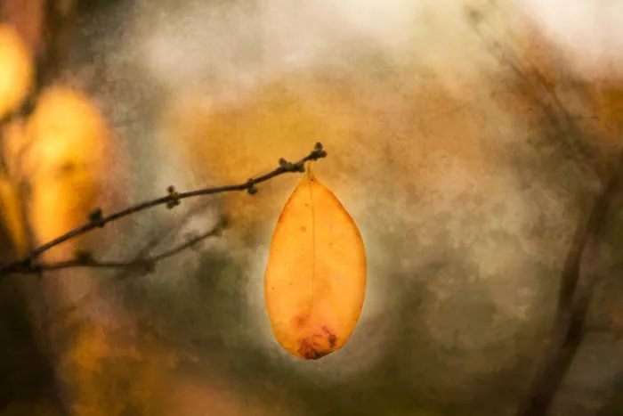 Cui, yang Xiang: Farben des Herbstes