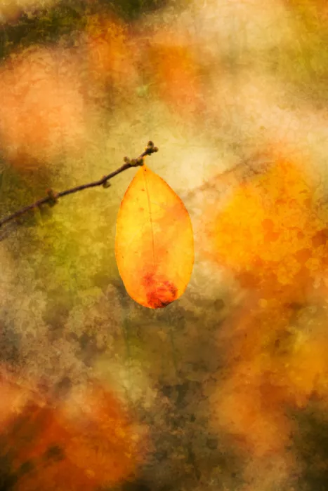 Cui, yang Xiang: Herbstfarben