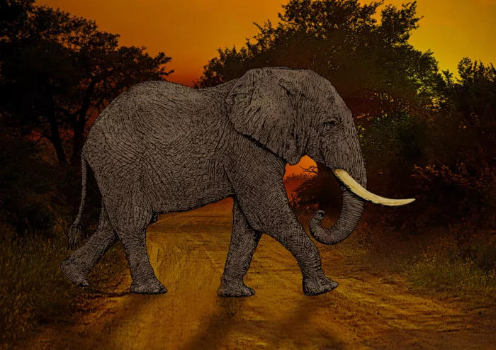 Kaminski, Carlo: Éléphant traversant la route au coucher du soleil