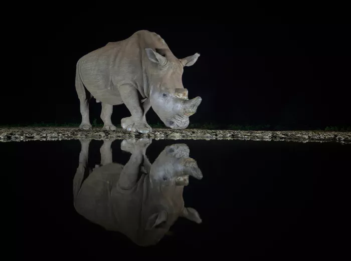 Amtmann, Ana: Le Rhinocéros rencontre son propre reflet
