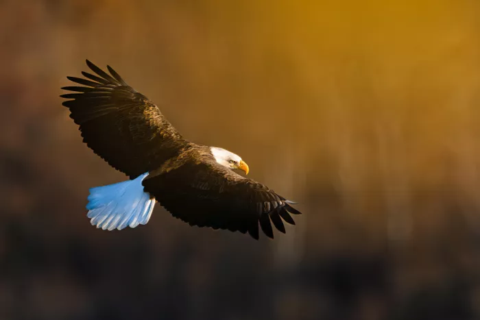Wang, Catherine: Bald Eagle