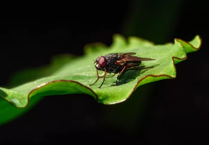 Li, Bruce: Una mosca sulla foglia verde