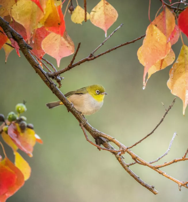 ahmadabdelhameed: Silvereye in autumn colours