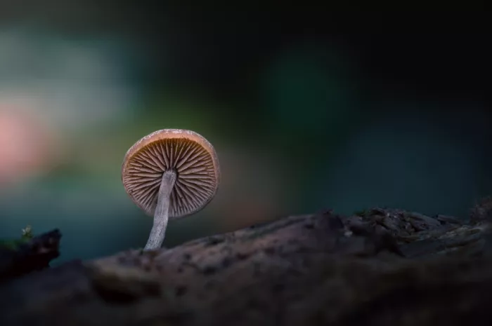 Cobo, Antonio Marco: Piccola creazione XIV