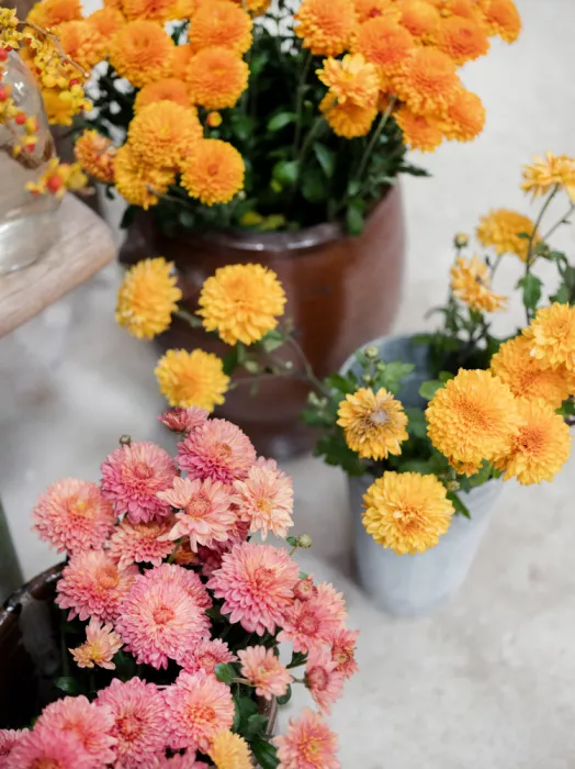 Zwart, Raisa: Chrysanthèmes en Fleur | Nature Morte Florale Automnale