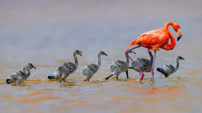 Zuo, Jun: La Babysitter Flamant Rose