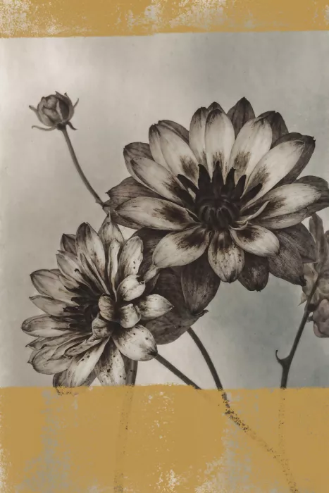 Concept, Art The: Fleurs Vintage n°6