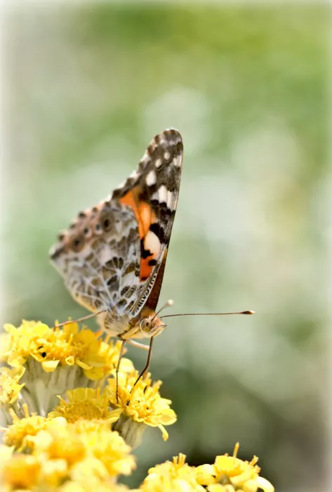 Dan, Udrea: Farfalla