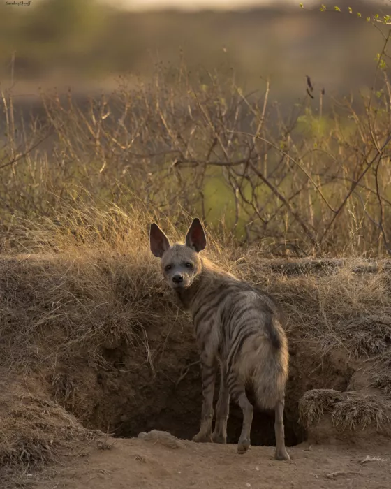 Shroff, Sandeep: Striped Hyena