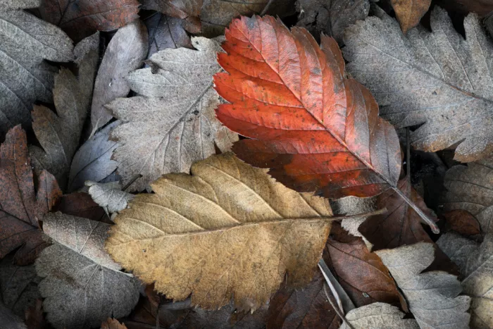 Lennartsson, Johan: Herbstblätter