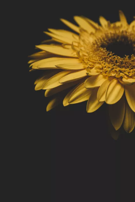 akyurt, engin: Fiore giallo