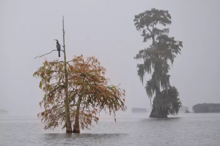 Ruoppolo, Luigi: Un cormorano nella nebbia