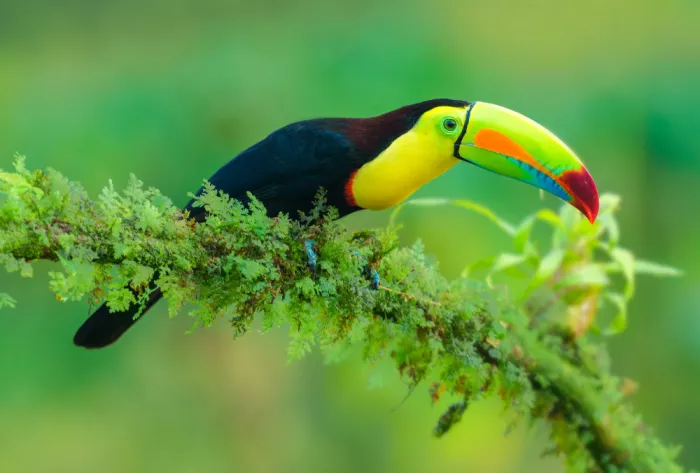 He, Mike: Tucano dal becco rosso