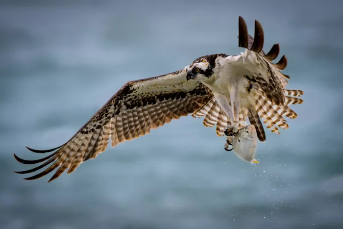 Li, Wanghan: Falco pescatore e Pesce