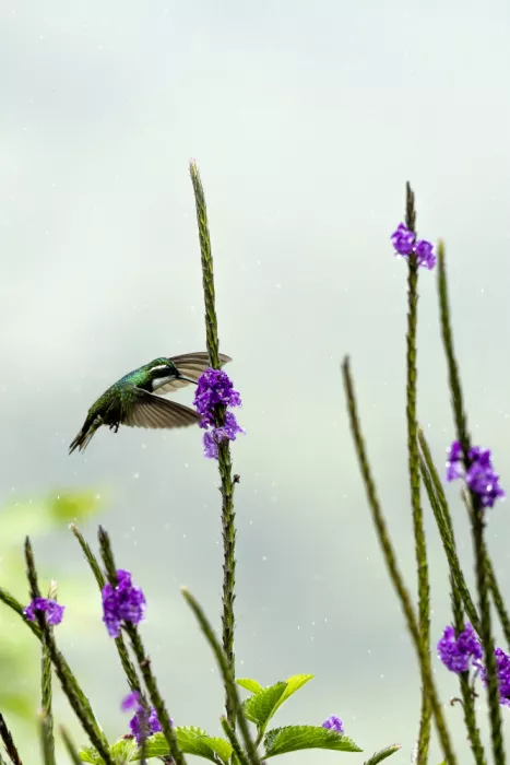 Wirtz, Caroline: Hummingbird in the rain