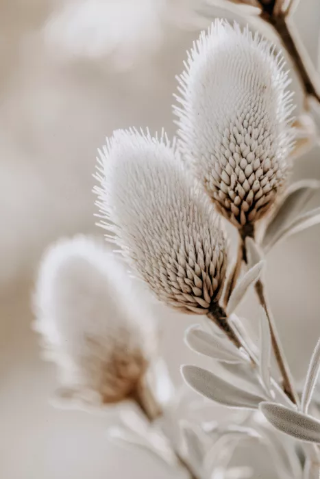 Treechild: Sinfonia di fiori teneri