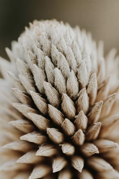 Treechild: Geometria della natura